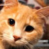 garfieldfluffjr